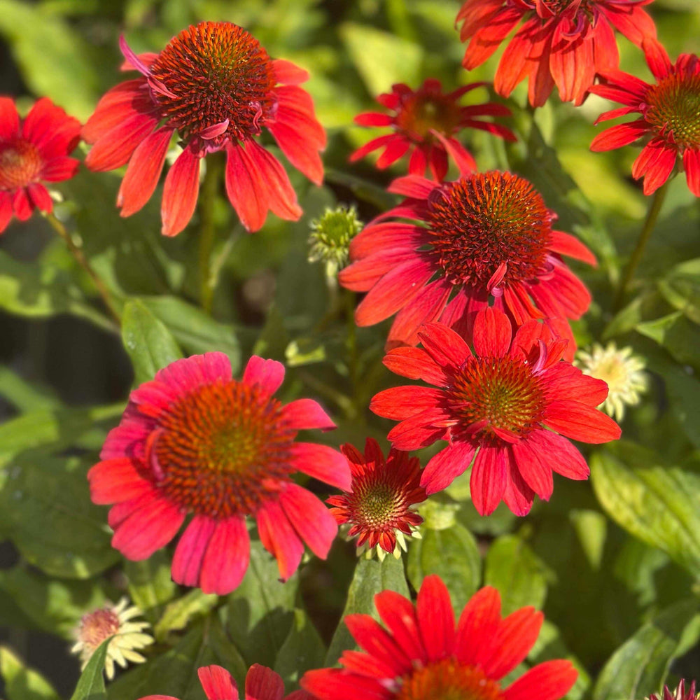 Sombrero® Fiesta Orange Coneflower