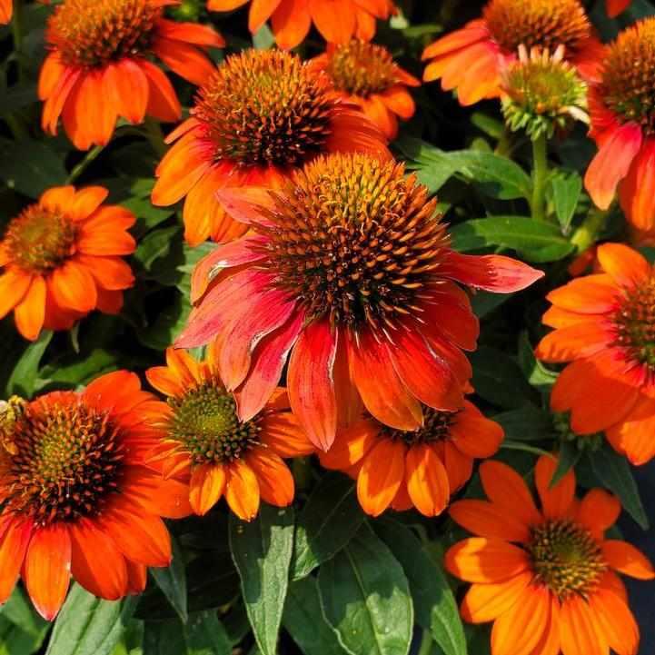Sombrero® Fiesta Orange Coneflower