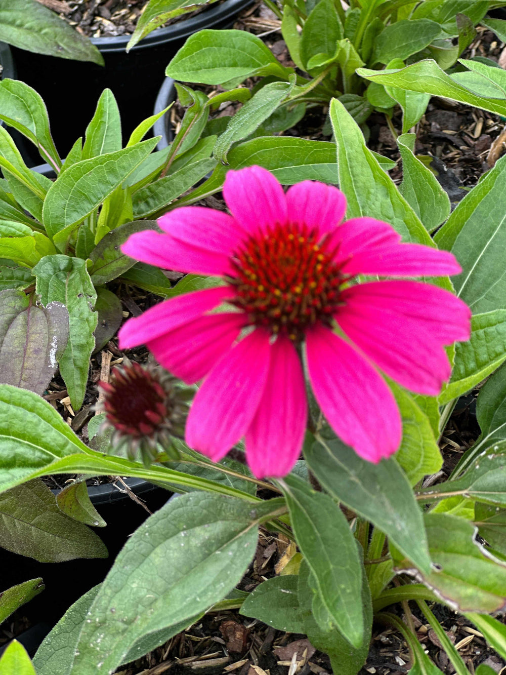 Sombrero® Rosada Coneflower