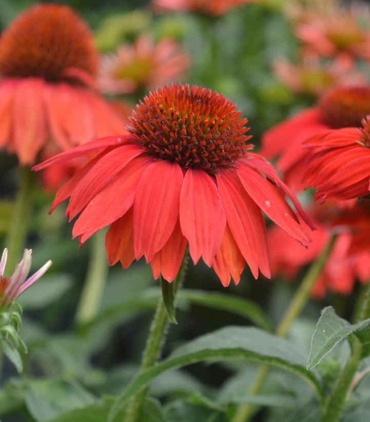 Sombrero® Salsa Red Coneflower