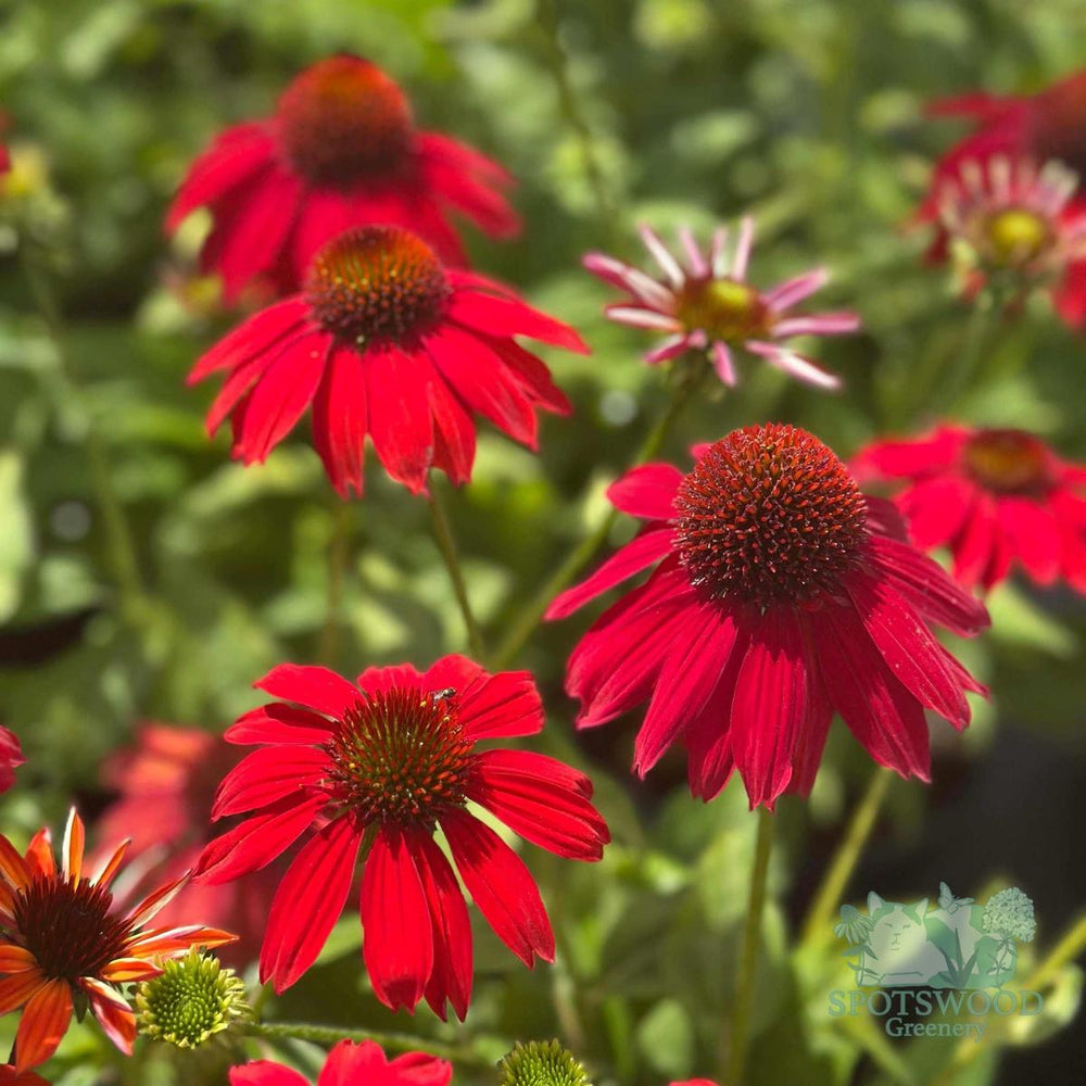 Sombrero® Salsa Red Coneflower. |Spotswood Greenery