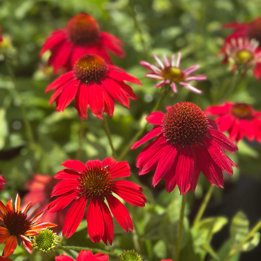 Sombrero® Salsa Red Coneflower