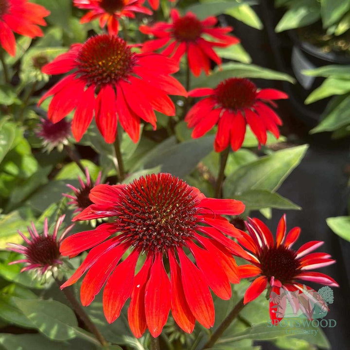 Sombrero® Sangrita Sombrero® Coneflower