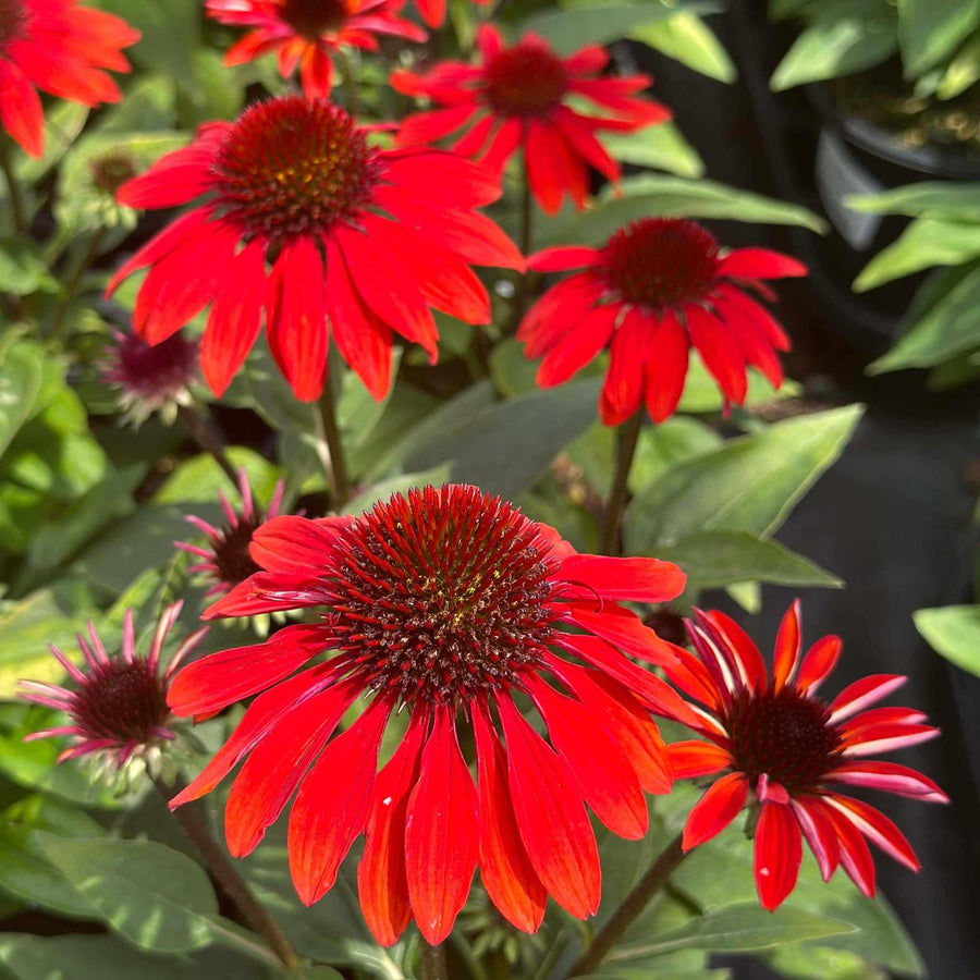 Sombrero® Sangrita Sombrero® Coneflower