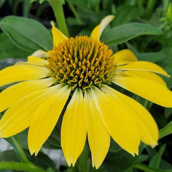 Sombrero® Summer Solstice Coneflower