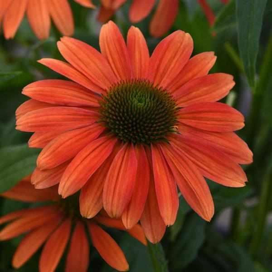 Sombrero® Tango Tangerine Coneflower |Prides Corner Farms