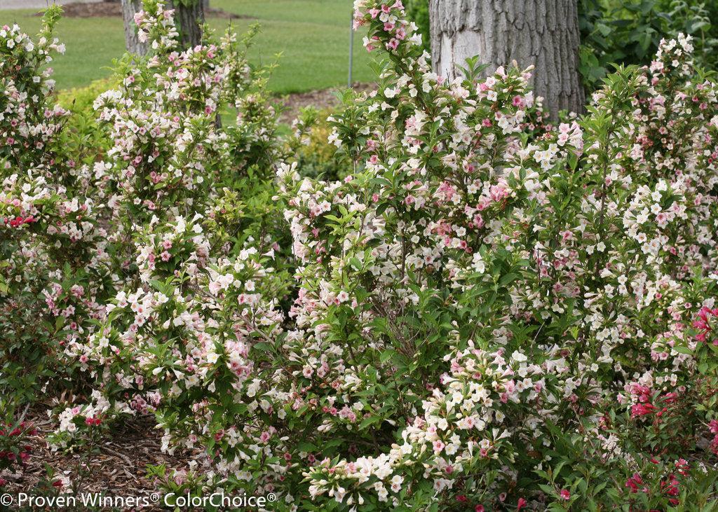Sonic Bloom® Pearl Weigela