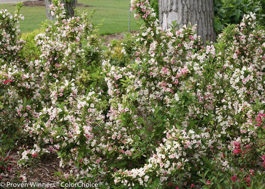Sonic Bloom® Pearl Weigela