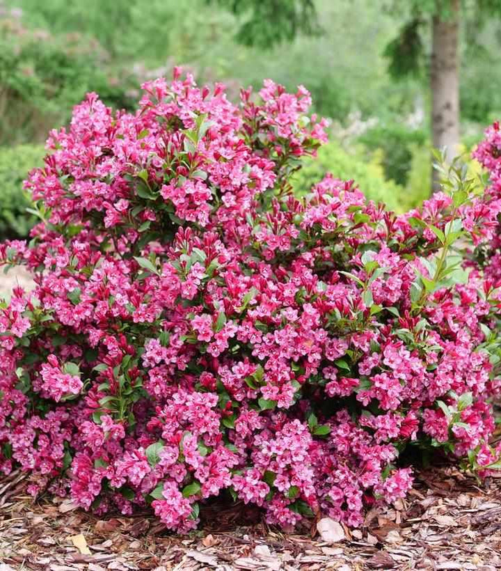 Sonic Bloom® Punch Weigela- | Proven Winners®