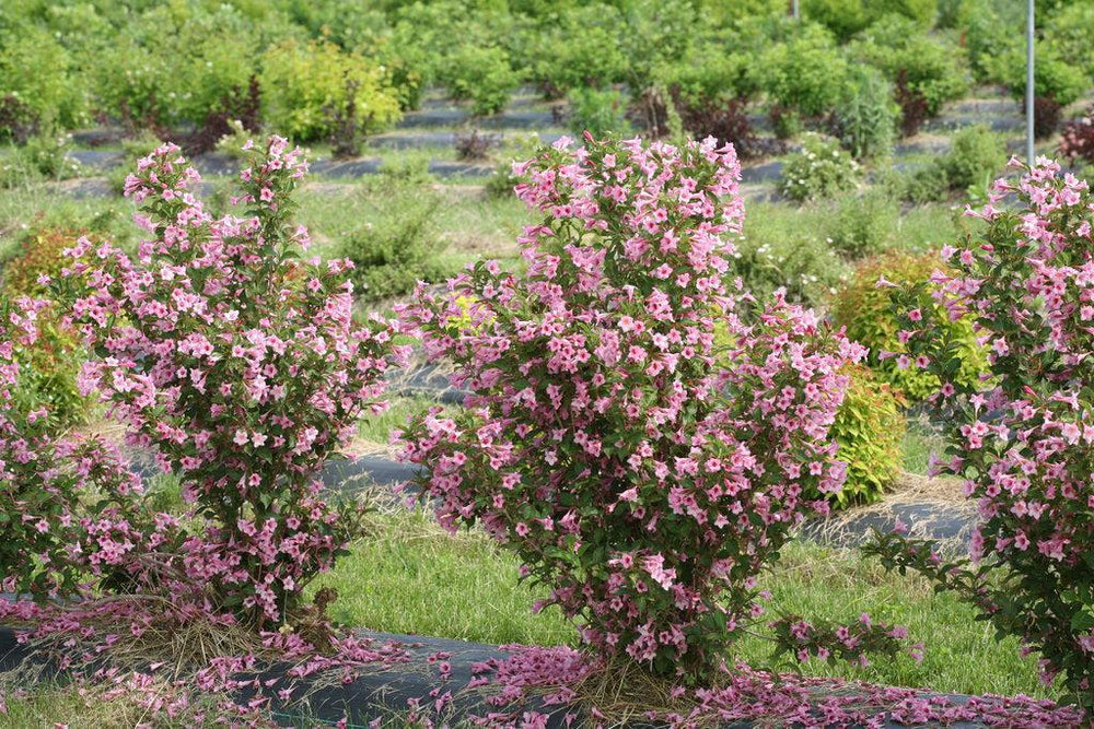 Sonic Bloom® Pure Pink Weigela