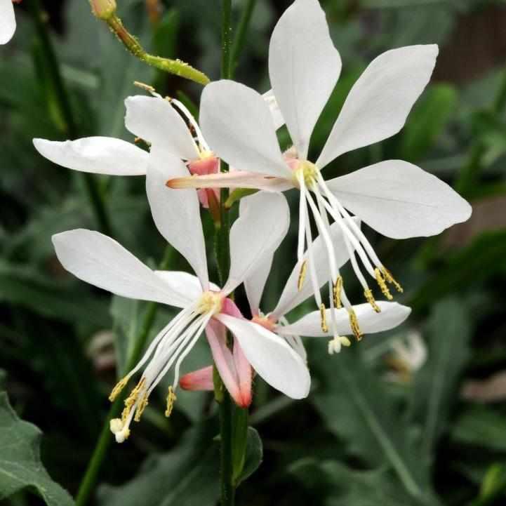 Sparkle White Wand Flower