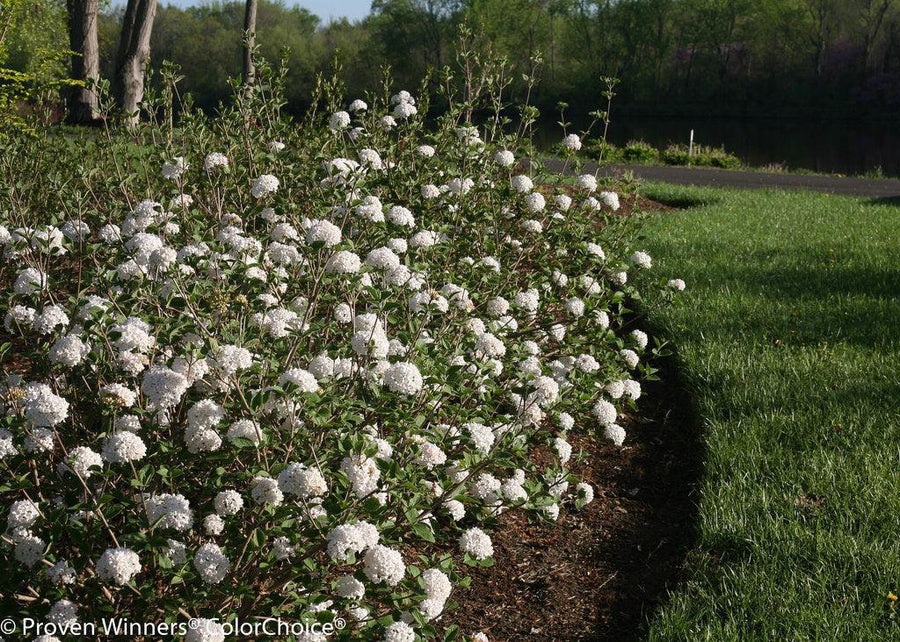Spice Baby® Koreanspice Viburnum