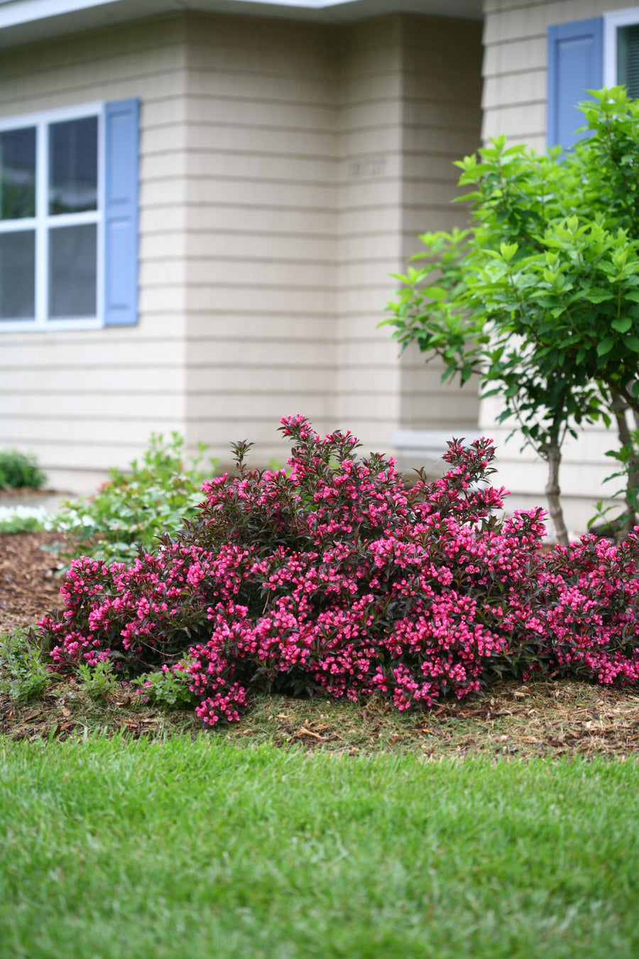 Spilled Wine® Weigela