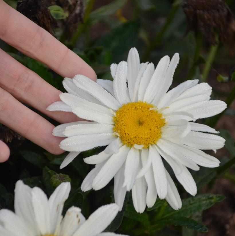 Spoonful Of Sugar Shasta Daisy