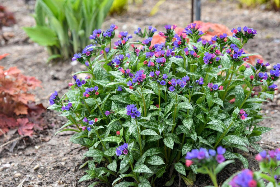 Spot On Lungwort