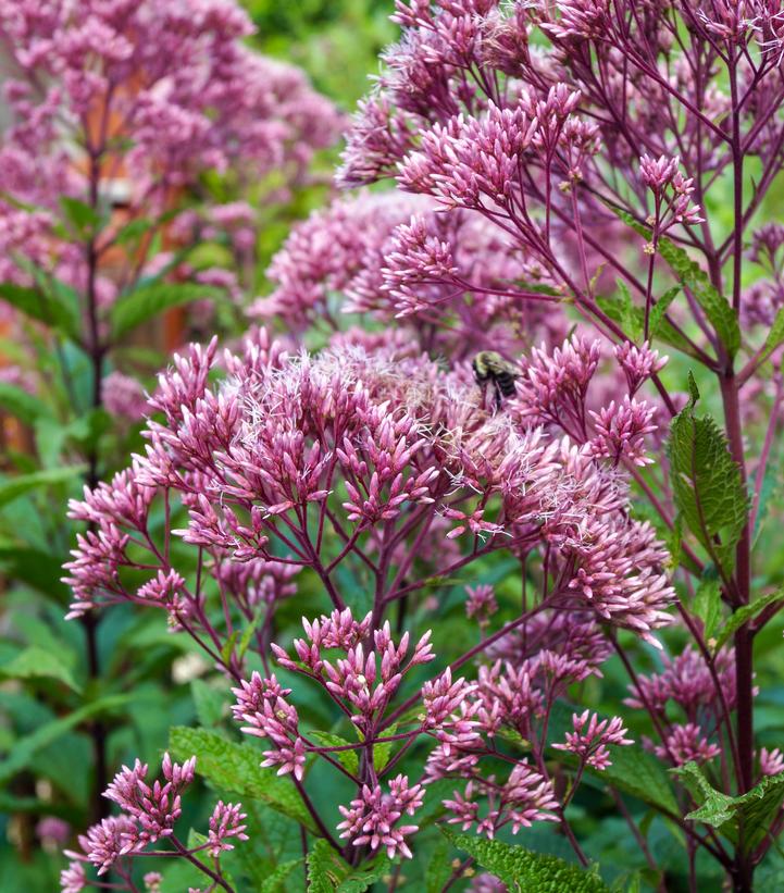 Spotted Joe-Pye Weed