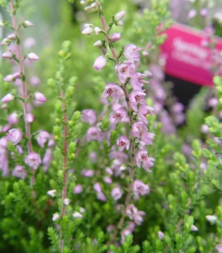 Spring Torch Heather
