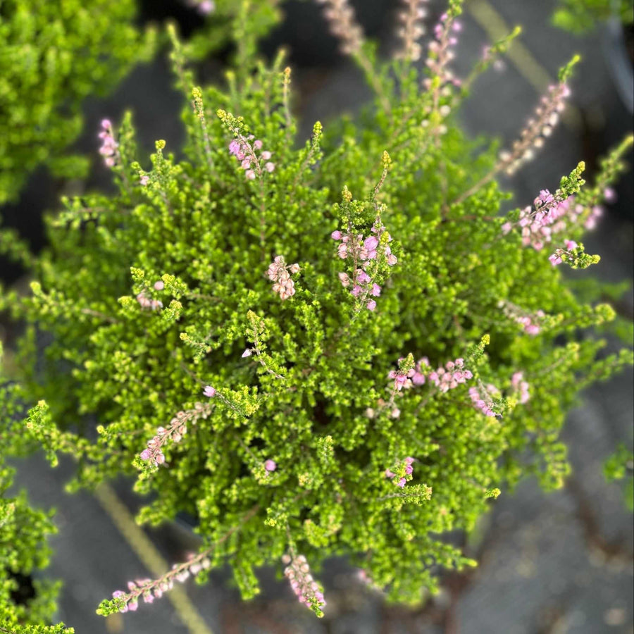 Spring Torch Heather