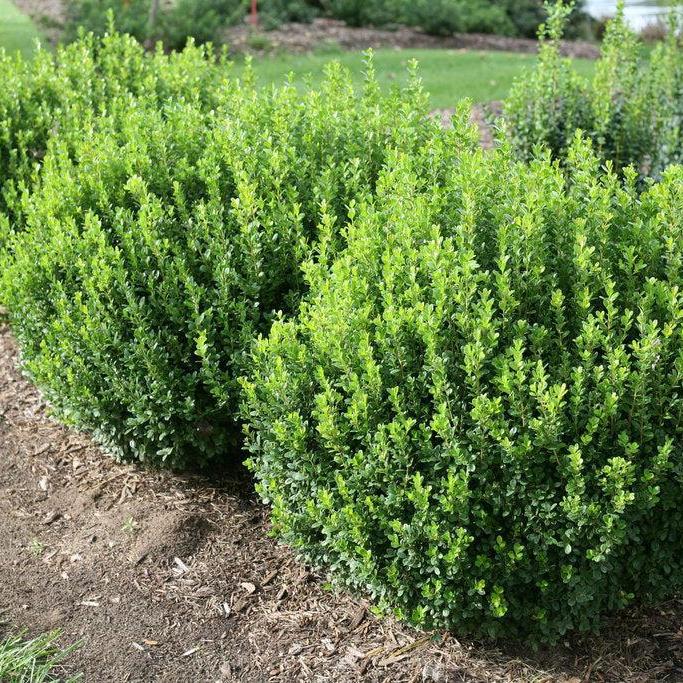Sprinter® Boxwood
