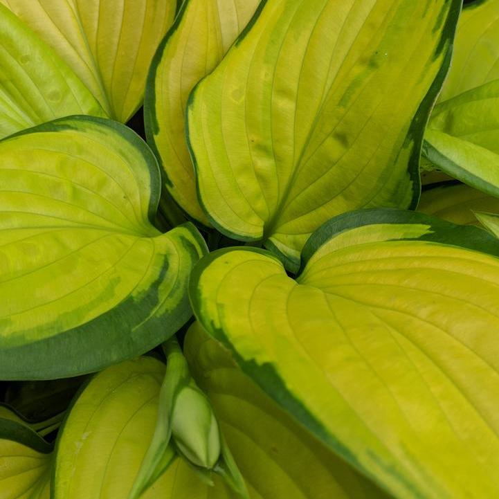 Stained Glass Hosta