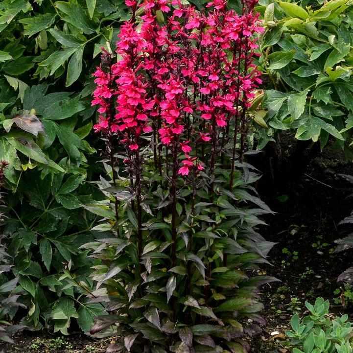 Starship Deep Rose Cardinal Flower