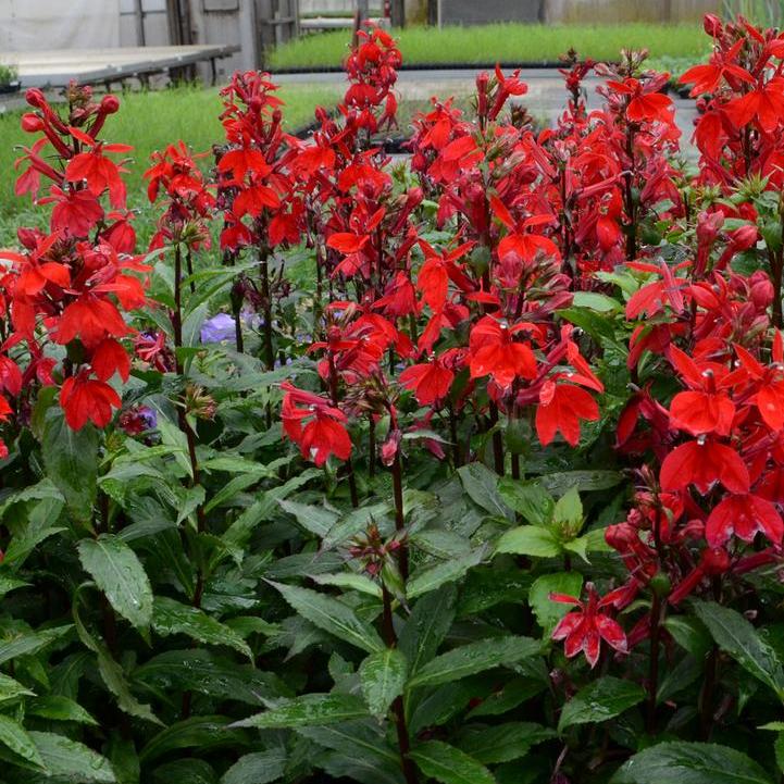 Starship® Scarlet Cardinal Flower