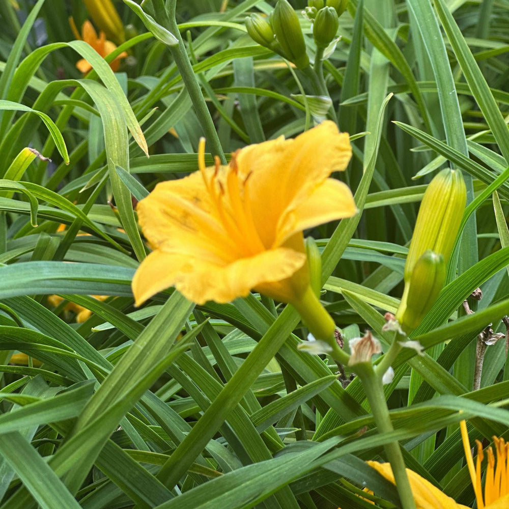Stella d'Oro Daylily