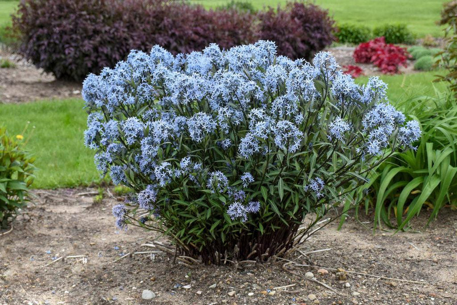 Storm Cloud Bluestar
