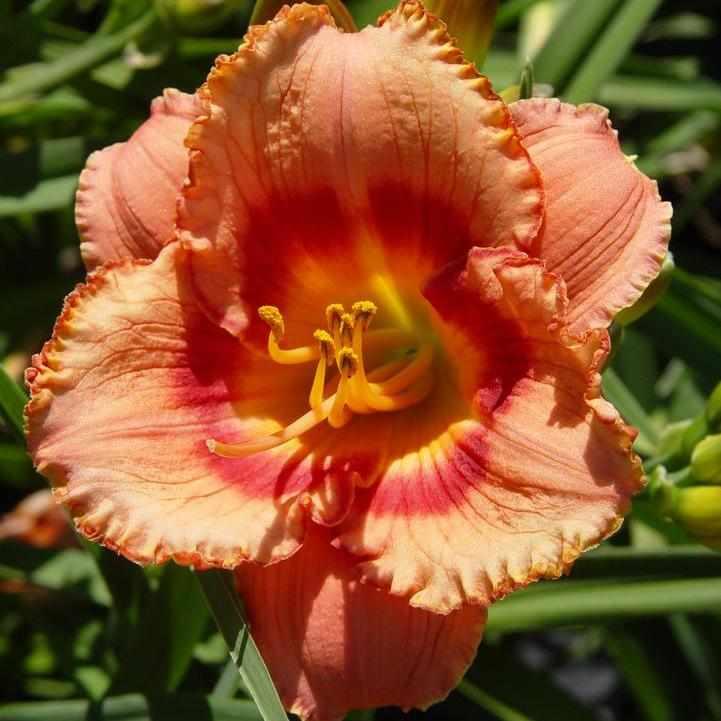 Strawberry Candy Daylily