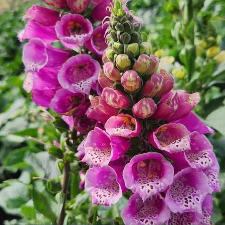 Strawberry Foxglove