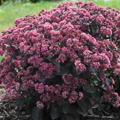 Strawberry Milkshake Stonecrop