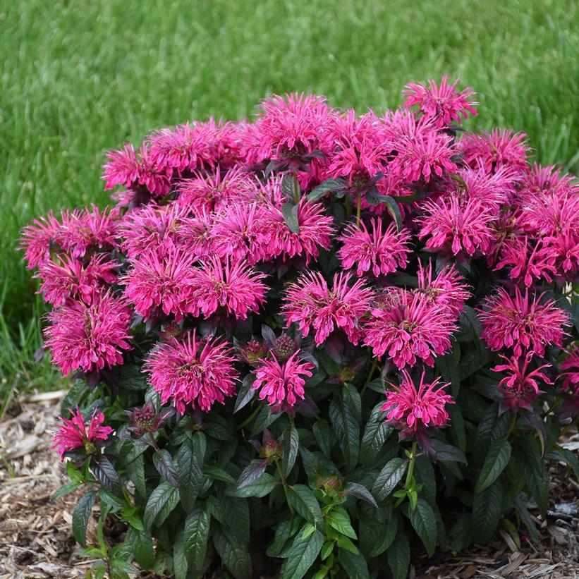 Sugar Buzz® Berry Taffy Bee Balm
