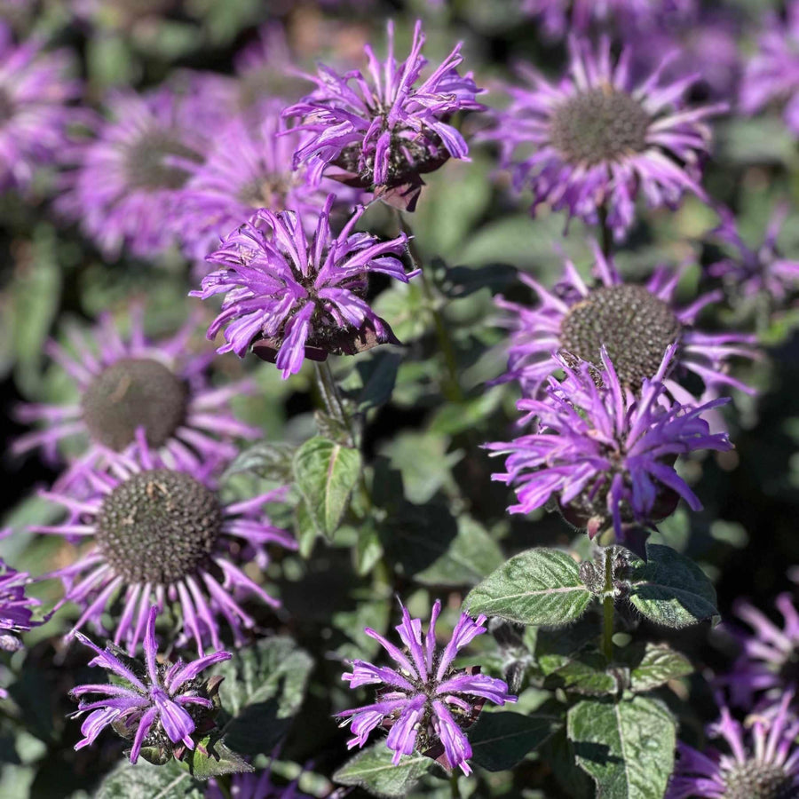 Sugar Buzz® Blue Moon Bee Balm