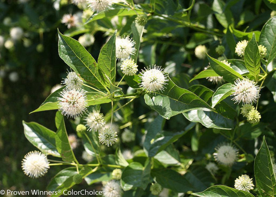 Sugar Shack® Buttonbush