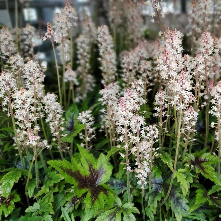 Sugar & Spice Foamflower