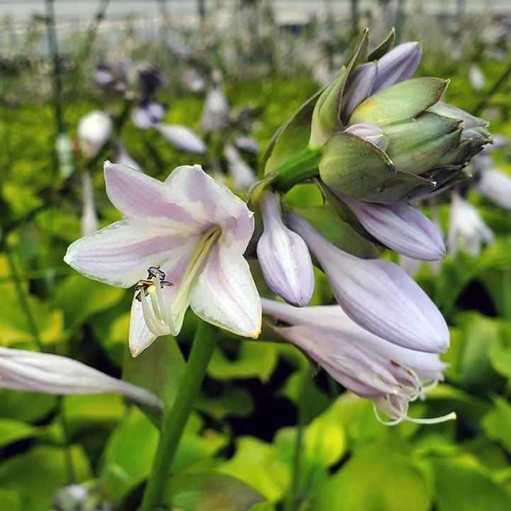 Sum and Substance Hosta
