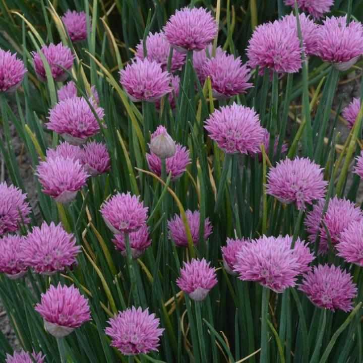 Summer Beauty Flowering Onion