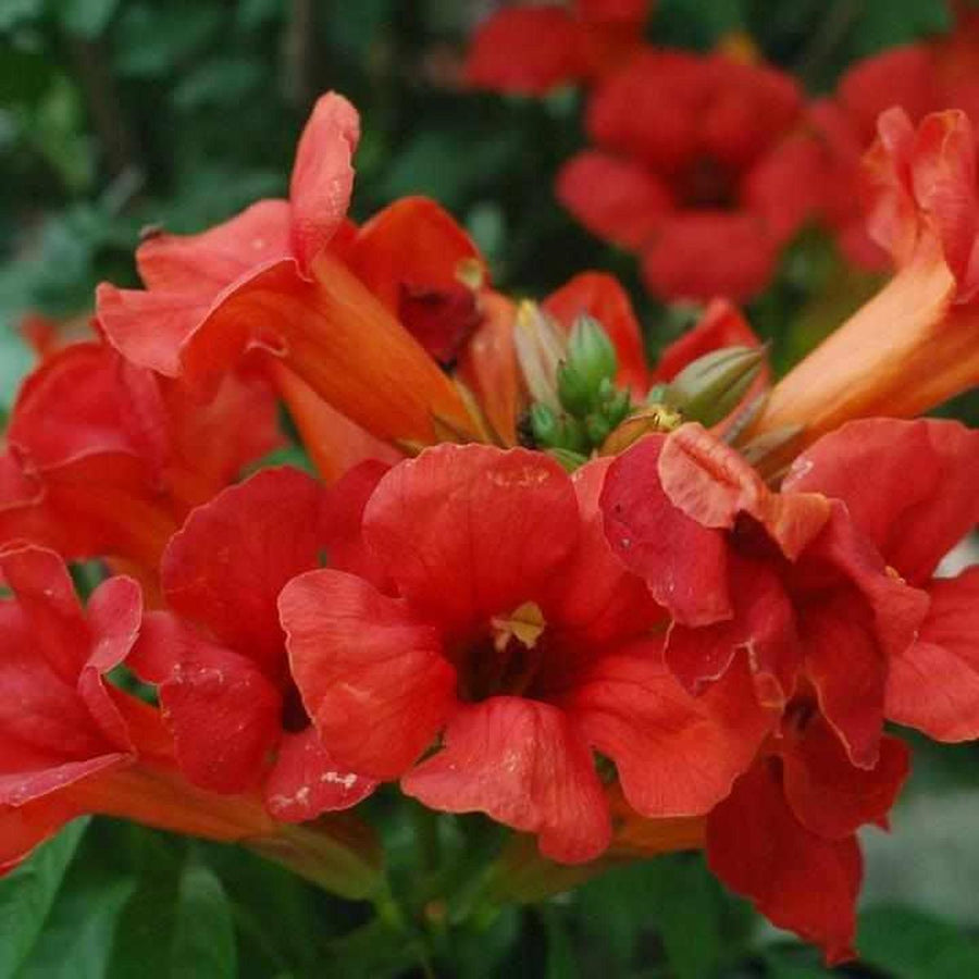 Summer Jazz® Fire Trumpet Vine |Prides Corner Farms