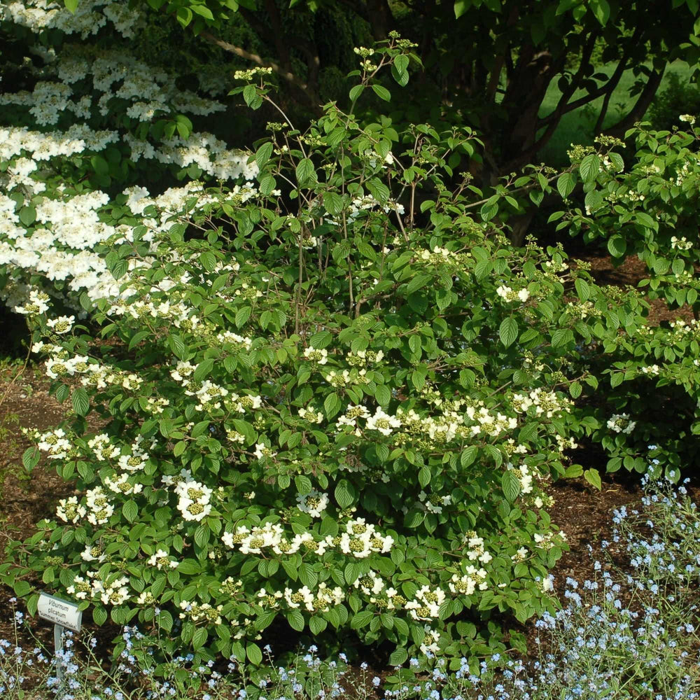 Summer Snowflake Viburnum