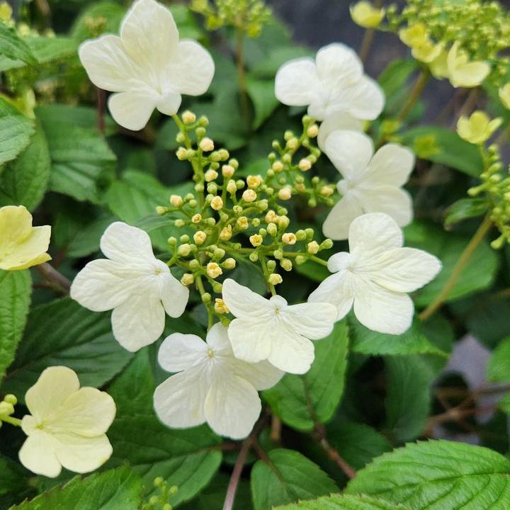 Summer Snowflake Viburnum