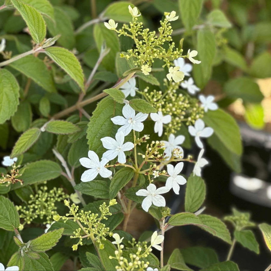 Summer Snowflake Viburnum