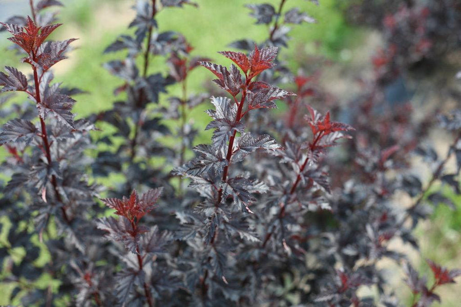 Summer Wine® Black Ninebark