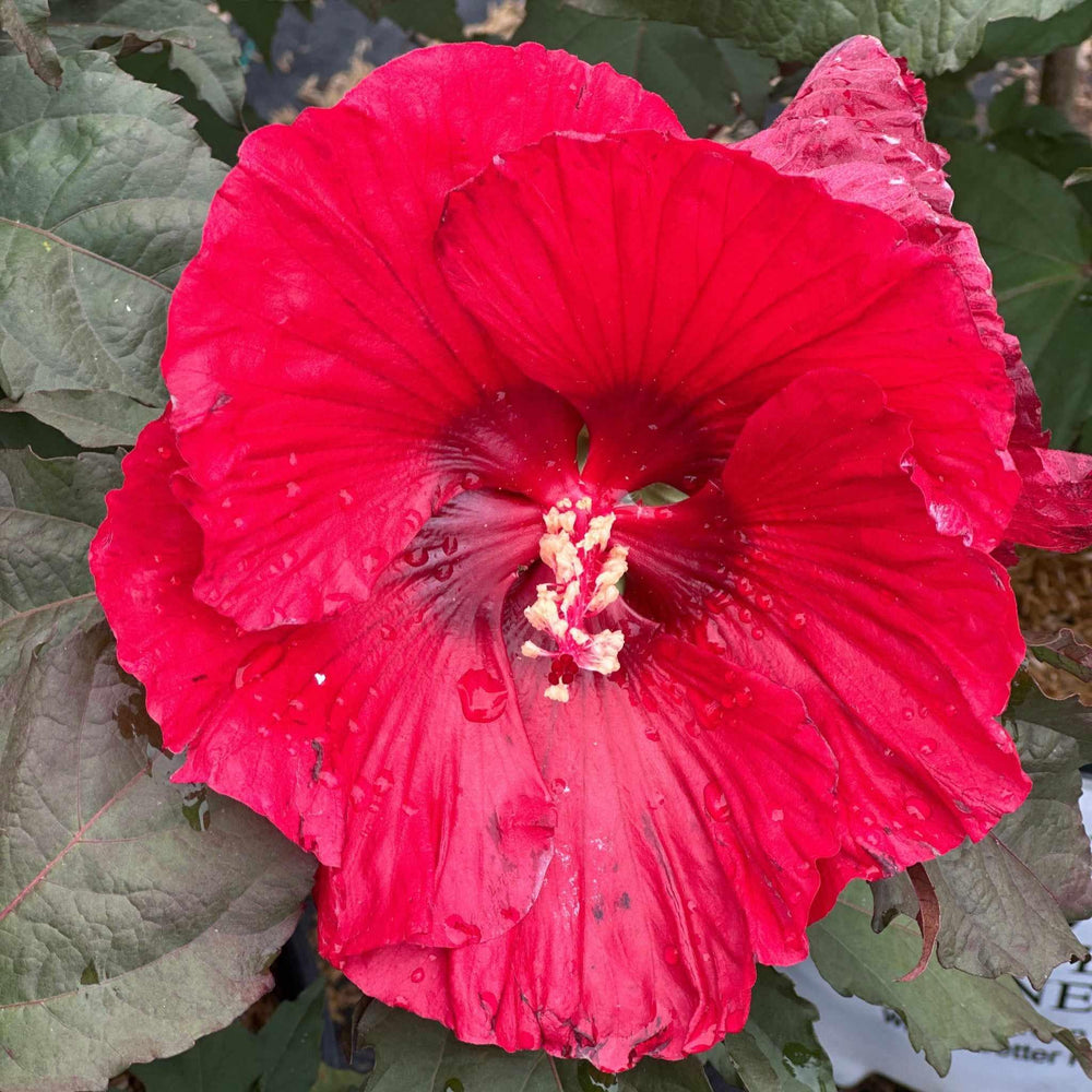 Summerific Valentine's Crush Rose Mallow