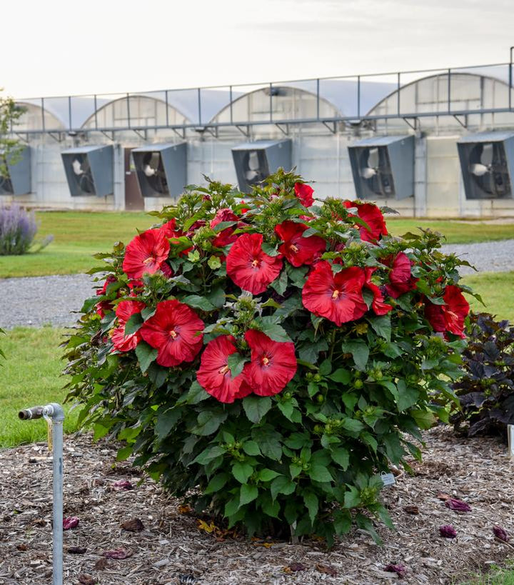 Summerific Valentine's Crush Rose Mallow