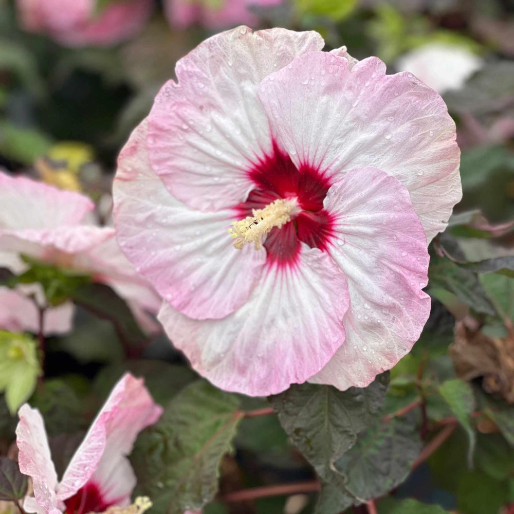 Summerific® Spinderella Rose Mallow
