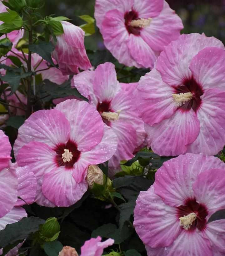 Summerific® Spinderella Rose Mallow