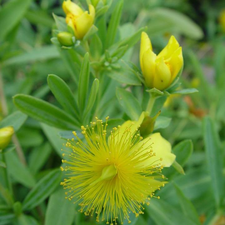Sunburst St. John's Wort