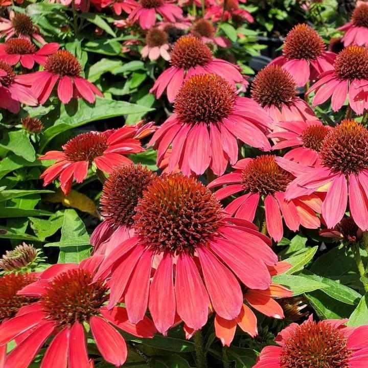Sunmagic® Vintage Ruby Coneflower