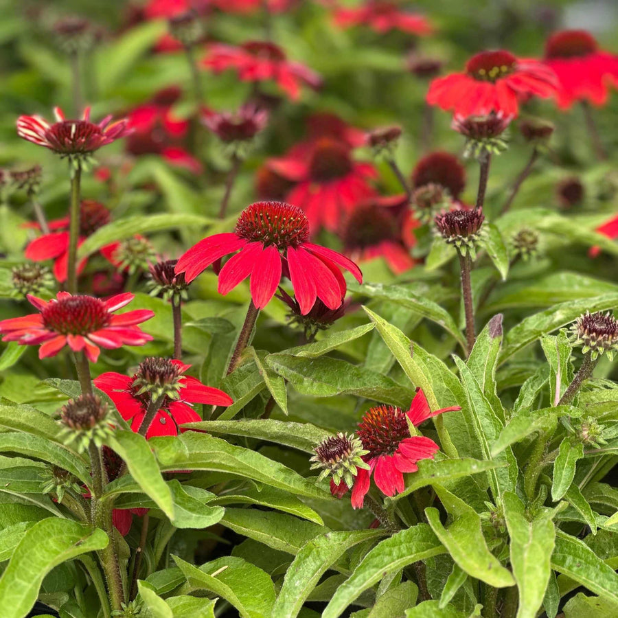 Sunmagic® Vintage Ruby Coneflower