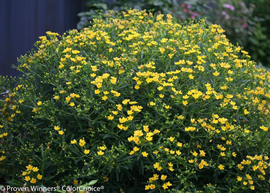 Sunny Boulevard® St. John's Wort